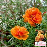 Hezhichun Orange Moss-Rose Purslane Seeds – Portulaca grandiflora, Easy to Grow, Low Maintenance