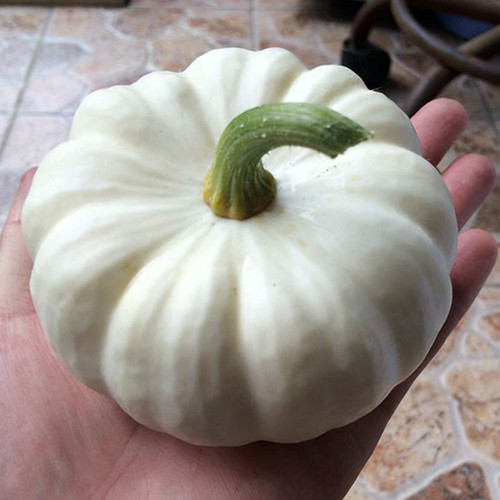 Specialty Mini White Beibei Squash Seeds – Premium Mini Squash Variety, High Yield, Easy to Grow, Suitable for All Growers