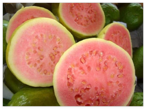 Psidium Guajava Seeds, Fragrant Common Apple Guava Fruit Tree Shrub Bonsai