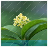 Osmanthus Flower Seeds Courtyard Fragrant Flower Perennial