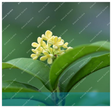 Osmanthus Flower Seeds Courtyard Fragrant Flower Perennial