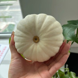 Specialty Mini White Beibei Squash Seeds – Premium Mini Squash Variety, High Yield, Easy to Grow, Suitable for All Growers