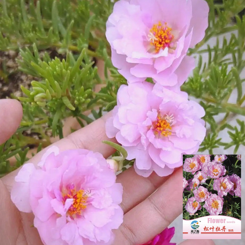 Hezhichun Pink Double Moss Rose Seeds – Drought-Tolerant Annual, Easy to Grow, Sunny Gardens