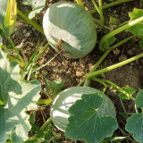 Large White Flat-Seeded Pumpkin Seeds - Seed-producing pumpkin variety, high yield, easy management, multi-purpose