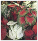 Caladiums, Mixed Blend Caladiums 5 Small Med Large Mixed Bulbs