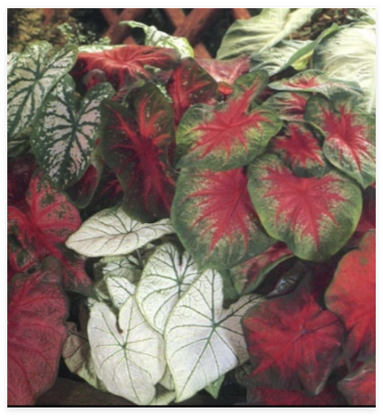Caladiums, Mixed Blend Caladiums 5 Small Med Large Mixed Bulbs