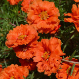 Hezhichun Coral Red Moss-Rose Purslane Seeds – Drought Tolerant, Easy to Grow, Annual for Full Sun