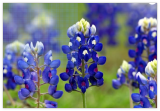Texas Bluebonnet Lupine Seeds, Texas State Flower, Lone Star Lupine