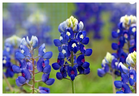 Texas Bluebonnet Lupine Seeds, Texas State Flower, Lone Star Lupine