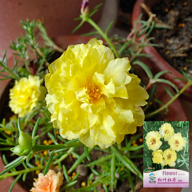 Hezhichun Yellow Moss-Rose Purslane Seeds – Double Blooms, Drought Tolerant Annual, Easy to Grow, Full Sun Plant