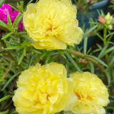 Hezhichun Yellow Moss-Rose Purslane Seeds – Double Blooms, Drought Tolerant Annual, Easy to Grow, Full Sun Plant