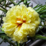 Hezhichun Yellow Moss-Rose Purslane Seeds – Double Blooms, Drought Tolerant Annual, Easy to Grow, Full Sun Plant
