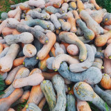 Yellow Wolf Golden Hook Pumpkin Seeds - High Yield, Easy Growing, Sweet Starchy Taste, Ideal for Roasting & Soups