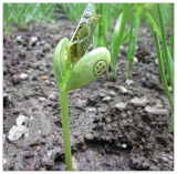 Magic White Bean Seed Plants Gift Plant Growing Message Word Love Office Home - (Color: I kiss You)