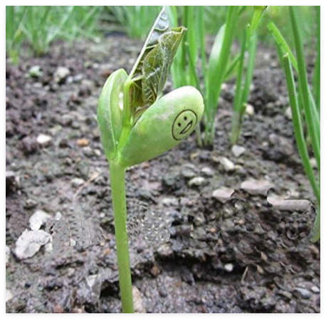 Magic White Bean Seed Plants Gift Plant Growing Message Word Love Office Home - (Color: I kiss You)