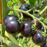 Black Enchantress Fruit Tomato Seeds - Indeterminate, High Yield, High Anthocyanin, for Protected or Open Field