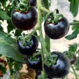 Black Enchantress Fruit Tomato Seeds - Indeterminate, High Yield, High Anthocyanin, for Protected or Open Field