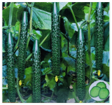 Chinese Tender Cucumber Seeds
