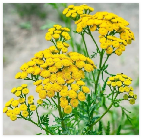 Tansy Seeds - Tanacetum vulgare - Heirloom, Perennial Flower Seeds Non-GMO