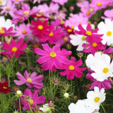 Hezhichun Mixed Color Cosmos Seeds – Annual Easy Grow Flowers for Garden & Patio Landscaping