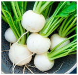 SEVENTOP Turnip Seeds | Heirloom, Non-GMO