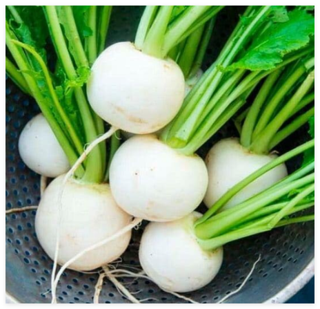 SEVENTOP Turnip Seeds | Heirloom, Non-GMO