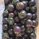 Black Enchantress Fruit Tomato Seeds - Indeterminate, High Yield, High Anthocyanin, for Protected or Open Field