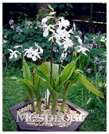 Calanthe Seed Bells Colorful Leaf Flower Seed Plant Home Garden Watch Flores - (Color: 1)