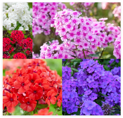Creeping Phlox Seeds for Planting - Bright Mixed Phlox Seeds Creeping