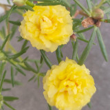 Hezhichun Yellow Moss-Rose Purslane Seeds – Double Blooms, Drought Tolerant Annual, Easy to Grow, Full Sun Plant
