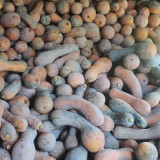 Yellow Wolf Golden Hook Pumpkin Seeds - High Yield, Easy Growing, Sweet Starchy Taste, Ideal for Roasting & Soups