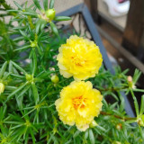 Hezhichun Yellow Moss-Rose Purslane Seeds – Double Blooms, Drought Tolerant Annual, Easy to Grow, Full Sun Plant