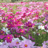 Hezhichun Mixed Color Cosmos Seeds – Annual Easy Grow Flowers for Garden & Patio Landscaping