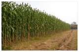 Giant Red Sorghum Seeds for Planting (Wildlife Forage)