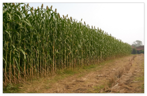 Giant Red Sorghum Seeds for Planting (Wildlife Forage)