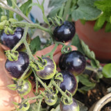 Black Enchantress Fruit Tomato Seeds - Indeterminate, High Yield, High Anthocyanin, for Protected or Open Field