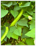 Urizun Asian/Japanese Winged Bean Seeds Heirloom