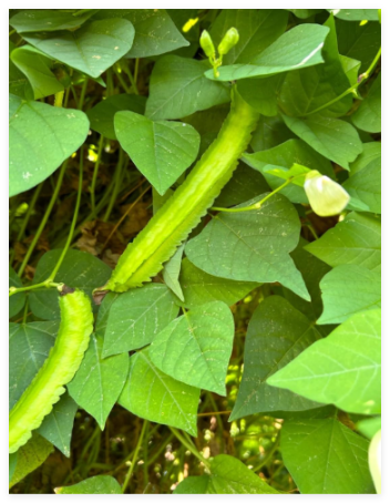 Urizun Asian/Japanese Winged Bean Seeds Heirloom