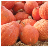 Golden Hubbard Squash Seeds | Non-GMO | Heirloom