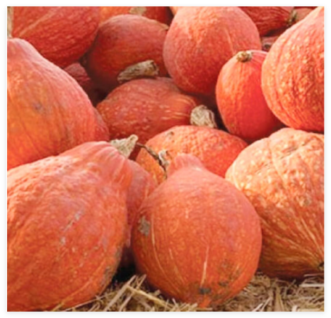 Golden Hubbard Squash Seeds | Non-GMO | Heirloom
