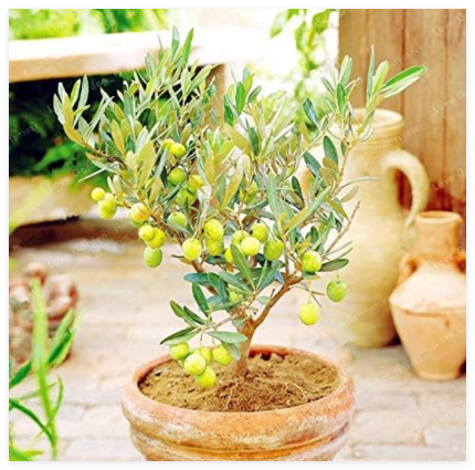 Rare Olive Seed Tree (Olea Europaea) Seed Fresh Exotic Tree Seed Mini Olive Tree Olive Seed Garden Supplies