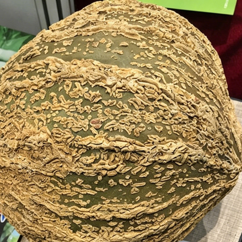 Fushun Ribbed Ugly Pumpkin Seeds - Dual-Purpose Variety, High Yield, Easy to Grow, Versatile Culinary Uses