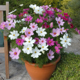 Hezhichun Mixed Color Cosmos Seeds – Annual Easy Grow Flowers for Garden & Patio Landscaping