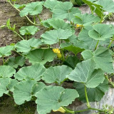 Fushun Ribbed Ugly Pumpkin Seeds - Dual-Purpose Variety, High Yield, Easy to Grow, Versatile Culinary Uses