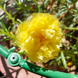 Hezhichun Yellow Moss-Rose Purslane Seeds – Double Blooms, Drought Tolerant Annual, Easy to Grow, Full Sun Plant