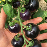Black Enchantress Fruit Tomato Seeds - Indeterminate, High Yield, High Anthocyanin, for Protected or Open Field