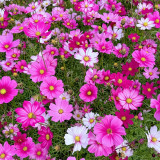 Hezhichun Mixed Color Cosmos Seeds – Annual Easy Grow Flowers for Garden & Patio Landscaping