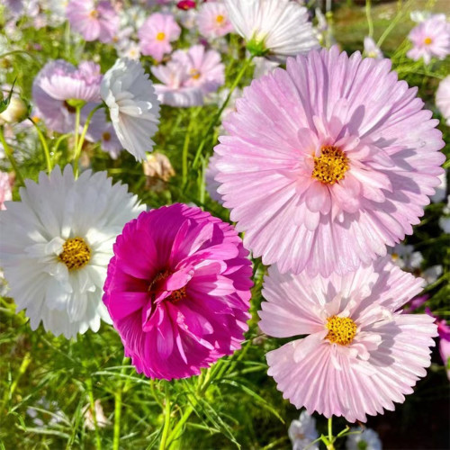 Hezhichun Cosmos bipinnatus 'Cupcakes' Seeds | Unique Cupcake-Shaped Blooms Annual Flower for Garden & Cut Flower Use