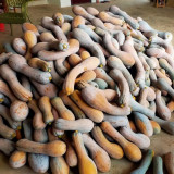 Yellow Wolf Golden Hook Pumpkin Seeds - High Yield, Easy Growing, Sweet Starchy Taste, Ideal for Roasting & Soups