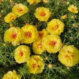 Hezhichun Yellow Moss-Rose Purslane Seeds – Double Blooms, Drought Tolerant Annual, Easy to Grow, Full Sun Plant
